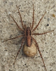 Pardosa milvina