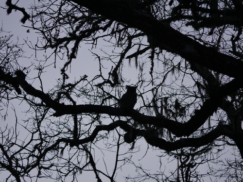 iNaturalist observation photo of Great Horned Owl