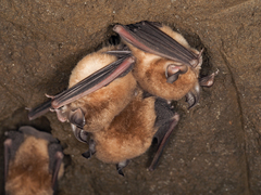 Rhinolophus cornutus