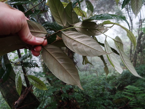 Castanopsis faberi (Castanopsis faberi)