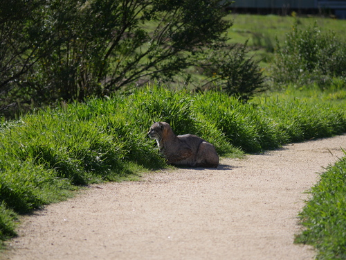 iNaturalist observation photo of Bobcat