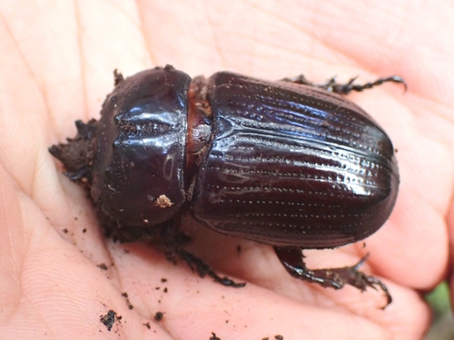 Homophileurus quadrituberculatus