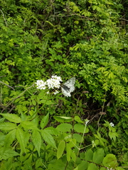 Parnassius stubbendorfii