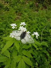 Parnassius stubbendorfii