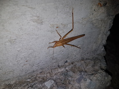 Euconocephalus nasutus