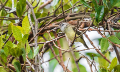 Vireo leucophrys