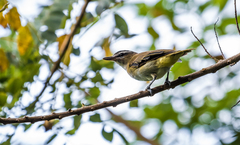 Vireo chivi
