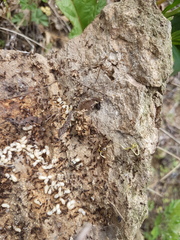 Tetramorium tsushimae