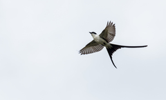 Tyrannus savana monachus