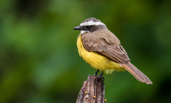 Myiozetetes cayanensis hellmayri