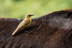 Machetornis rixosa flavigularis