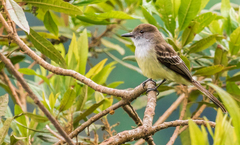 Myiarchus cephalotes cephalotes