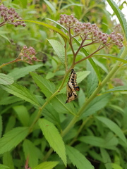 Limenitis sydyi