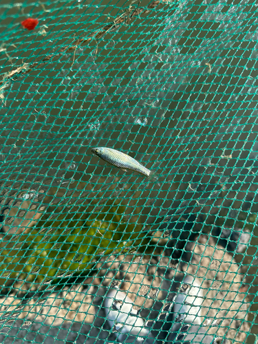 Topmouth Gudgeon