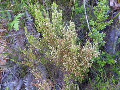 Erica ecklonii