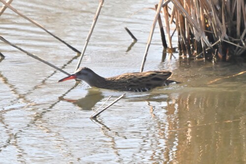 Brown-cheeked Rail (Rallus indicus), photo 3