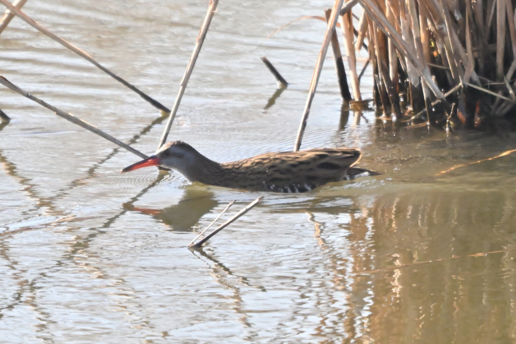 Brown-cheeked Rail (Rallus indicus), photo 5