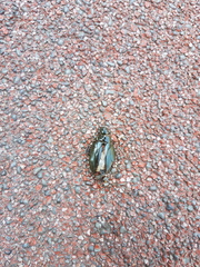 Hydrophilus acuminatus