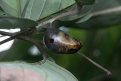 Polyura schreiber