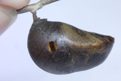 Polyura schreiber
