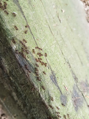 Pristomyrmex punctatus