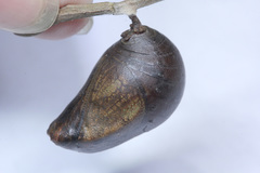 Polyura schreiber