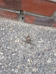 Lamiomimus gottschei