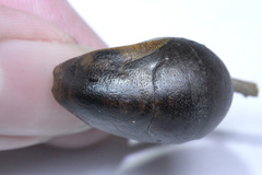 Polyura schreiber