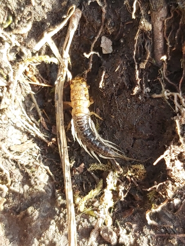 Common Alderfly photo 3