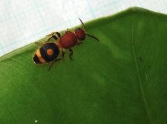 Odontomutilla uranioides