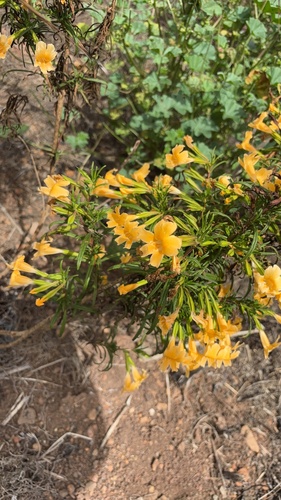 Diplacus × australis, photograph 3