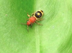 Odontomutilla uranioides