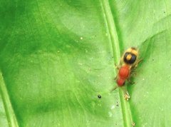 Odontomutilla uranioides