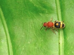 Odontomutilla uranioides