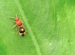 Odontomutilla uranioides