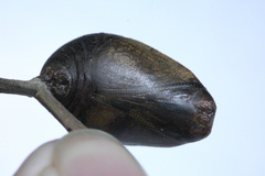 Polyura schreiber