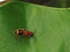 Odontomutilla uranioides