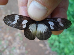 Acraea lycoa