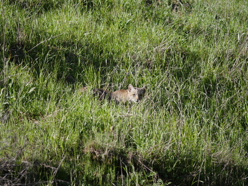 iNaturalist observation photo of Bobcat