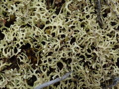 Xanthoparmelia semiviridis