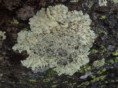 Flavoparmelia haysomii