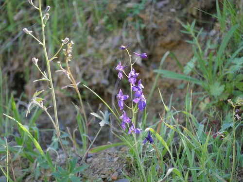 iNaturalist observation photo of Zigzag Larkspur