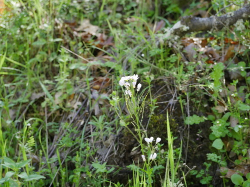 iNaturalist observation photo of milkmaids