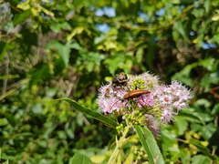 Lasiotrichius succinctus