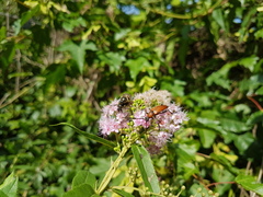 Lasiotrichius succinctus