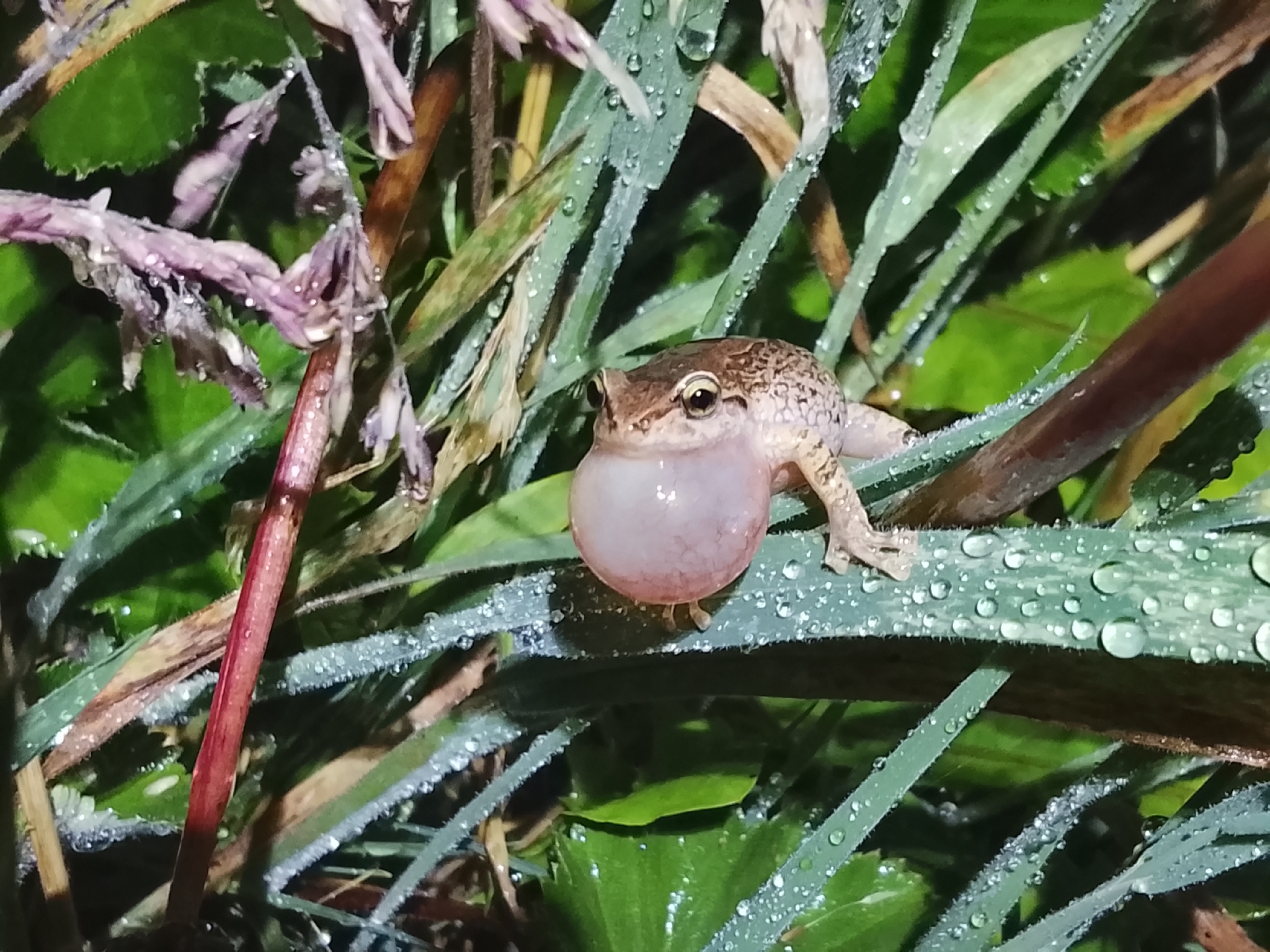 Lutz's Rain Frog photo 2