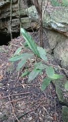 Elaeocarpus holopetalus