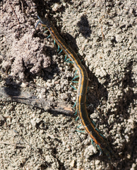 Scolopendra laeta