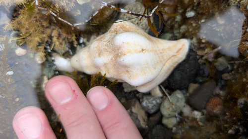 Kelletia kelletii
