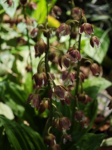 Calanthe discolor, photograph 5